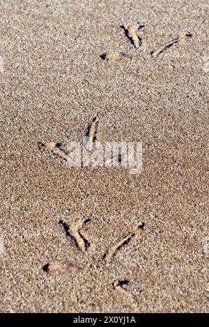 Nahaufnahme der drei Fußspuren oder Fußspuren, die ein vorbeiziehender Seevögel, höchstwahrscheinlich eine Möwe, im Sand eines Strandes hinterlassen hat. Stockfoto