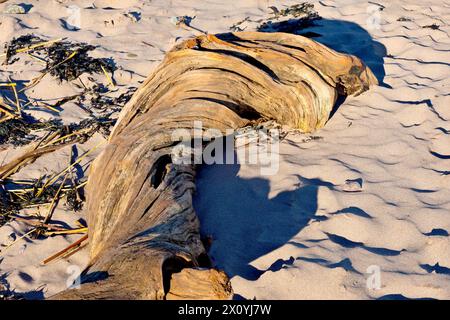 Nahaufnahme eines großen, verdrehten, verrotteten Baumstamms, der als Treibholz an einem Sandstrand angespült wurde. Stockfoto