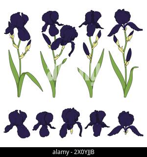 Satz farbiger Illustrationen mit schwarzen Irisblumen. Isolierte Vektorobjekte auf weißem Hintergrund. Stock Vektor