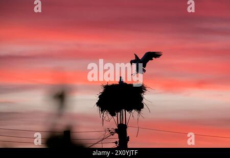 Malomirovo Bulgarien 14. April 2024: Brutpaar Weißstörche bei Sonnenuntergang. Clifford Norton Alamy Live News Stockfoto