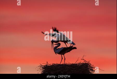 Malomirovo Bulgarien 14. April 2024: Brutpaar Weißstörche bei Sonnenuntergang. Clifford Norton Alamy Live News Stockfoto