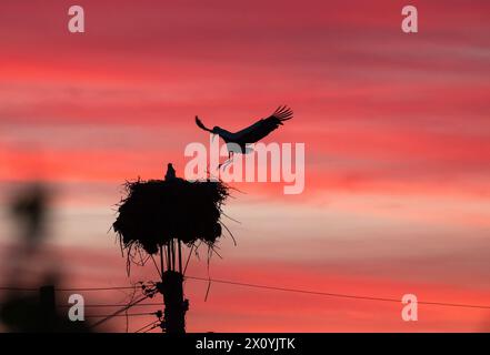 Malomirovo Bulgarien 14. April 2024: Brutpaar Weißstörche bei Sonnenuntergang. Clifford Norton Alamy Live News Stockfoto