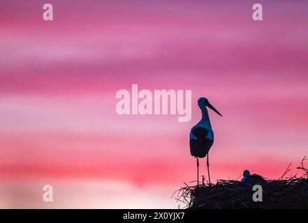 Malomirovo Bulgarien 14. April 2024: Brutpaar Weißstörche bei Sonnenuntergang. Clifford Norton Alamy Live News Stockfoto