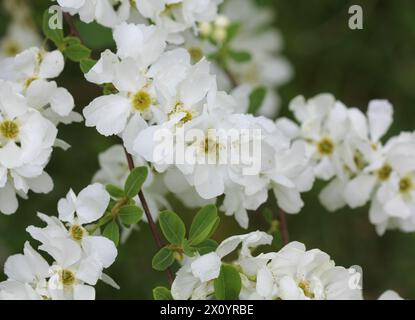 Eine Nahaufnahme der weißen Blüten von Exochorda x macrantha der Braut Stockfoto