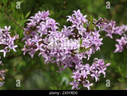 Eine Nahaufnahme des wunderschönen gefiederten persischen Flieders, Syringa persica Laciniata Stockfoto