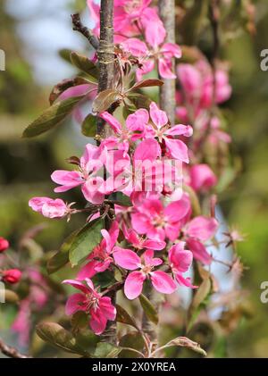 Eine Nahaufnahme der wunderschönen rosafarbenen Blüte von Malus Ballerina „Maypole“ (Krabbenapfel) Stockfoto