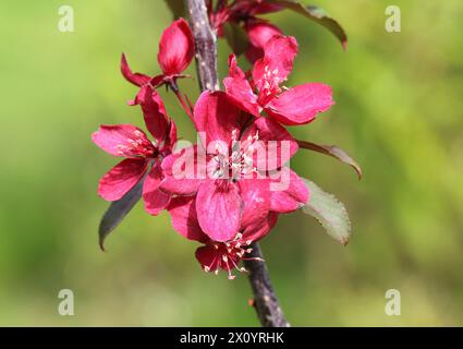 Eine Nahaufnahme der dunkelrosa Krebsapfelblüte von Malus „Königsfamilie“ Stockfoto