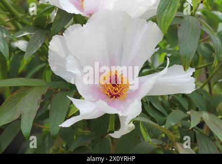 Eine Nahaufnahme der Baum Pfingstrose Paeonia x Suffruticosa 'Feng Dan Bai' Stockfoto