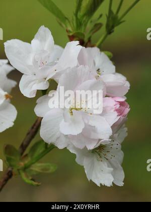 Eine Nahaufnahme der Blüte von Prunus „Amanogawa“ Stockfoto