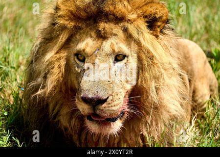Löwe mit blutigem Gesicht, der im Gras liegt Stockfoto