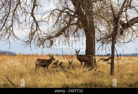 Niedliche Hirsche im Rocky Mountain Arsenal National Wildlife Refuge, Colorado. Stockfoto