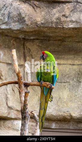 Wilder Papageienvogel, grüner Papagei Großara, Ara ambigua Stockfoto