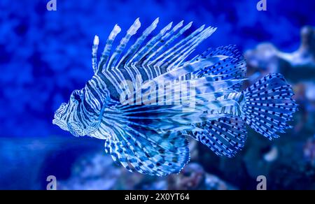 Die blauen Feuerfische in das Meeresaquarium Stockfoto