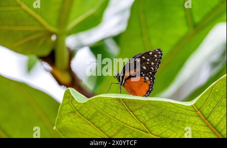 Schöner tropischer Schmetterling auf einem grünen, verschwommenen Hintergrund. Tigerwing mit Cremeflecken (Tithorea Tarricina) Stockfoto