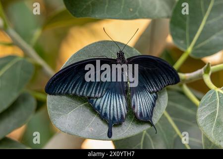 Schöner tropischer Schmetterling auf einem grünen, verschwommenen Hintergrund. Großer Mormon (Papilio Memnon) Stockfoto