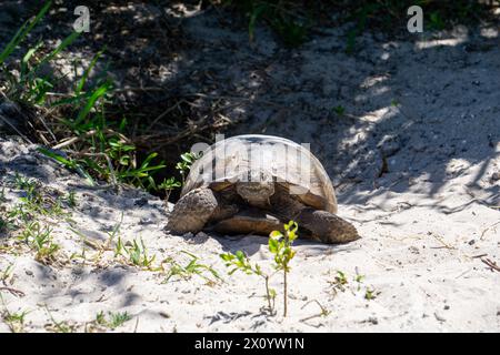 Gopher Schildkröte (Gopherus polyphemus), die aus ihrer Höhle im Twin Rivers Park, Stuart, Florida, USA, kommt Stockfoto