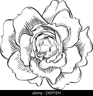 Wilde Rosenblüte. Vektor Hand gezeichnete florale Illustration der blühenden Rose Hüfte im Umrissstil. Skizzieren Sie in Schwarzweiß auf isoliertem Hintergrund Stock Vektor