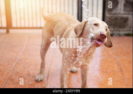 Niedlicher labrador-Hund mit Wasserspritzern auf dem Kopf aus nächster Nähe Stockfoto