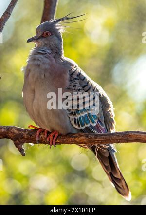 Eine graue Taube mit einem langen Spitzwappen auf dem Kopf sucht Nahrung am Boden in offenen Lebensräumen in ganz Australien. Stockfoto