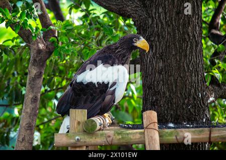 Der riesige Steller's Sea Eagle mit dunkelbraunem Körper, weißem Kopf und weißen Schultern überblickt sein Territorium von den felsigen Küsten der Beringsee aus. Stockfoto