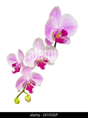 Zweig der schönen rosa und weißen Phalaenopsis Orchidee isoliert auf weißem Hintergrund. Weiße und rosafarbene orchideenblüten an Zweigen isoliert auf Stockfoto