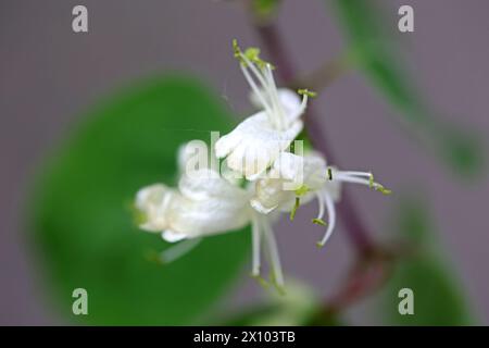 Wildkräuter in der Landschaft die rote, oder auch gewöhnliche Heckenkirsche zur Blütezeit im April. *** Wilde Kräuter in der Landschaft die roten, oder gewöhnlichen Geißblatt in Blüte im April Stockfoto