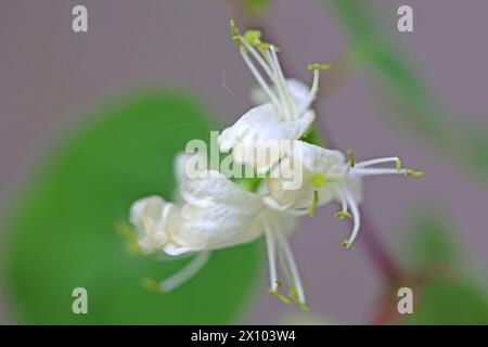 Wildkräuter in der Landschaft die rote, oder auch gewöhnliche Heckenkirsche zur Blütezeit im April. *** Wilde Kräuter in der Landschaft die roten, oder gewöhnlichen Geißblatt in Blüte im April Stockfoto