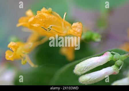 Wildkräuter in der Landschaft die rote, oder auch gewöhnliche Heckenkirsche zur Blütezeit im April. *** Wilde Kräuter in der Landschaft die roten, oder gewöhnlichen Geißblatt in Blüte im April Stockfoto