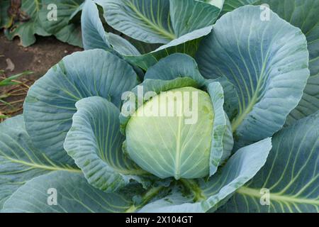 Ein gesunder Kohl wächst in einem gepflegten Garten, umgeben von fruchtbarem Boden und leuchtend grünen Blättern. Stockfoto