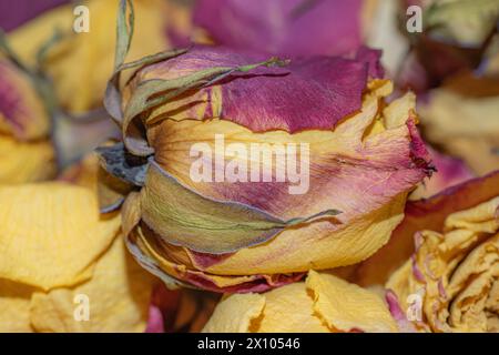Eine Sammlung getrockneter rosafarbener und gelber Rosen. Stockfoto