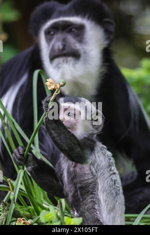 Münster, Deutschland. April 2024. Der freche 2 Monate alte hält die Weibchen beschäftigt. Die Gruppe der Mantelguereza (Colobus guereza) im Allwetterzoo Münster genießt das unangenehm warme und sonnige Wetter von heute in ihrem großen, frei bewegenden Außenbereich. Sie leben oft in sozialen Gruppen oder familiären Gruppen, in denen die Weibchen ihre Babysitter-Aufgaben teilen können. Das erste Baby, das im Februar geboren wurde, hat bereits begonnen, die Farbe zu wechseln, während das kleine zweite Baby eine Überraschung war, die vor etwas mehr als einer Woche ankam und noch immer sein unverwechselbares Allround-Fell hat, das sich nach den ersten 2-3 Monaten verändert. Stockfoto