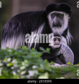 Münster, Deutschland. April 2024. Der freche 2 Monate alte hält die Weibchen beschäftigt. Die Gruppe der Mantelguereza (Colobus guereza) im Allwetterzoo Münster genießt das unangenehm warme und sonnige Wetter von heute in ihrem großen, frei bewegenden Außenbereich. Sie leben oft in sozialen Gruppen oder familiären Gruppen, in denen die Weibchen ihre Babysitter-Aufgaben teilen können. Das erste Baby, das im Februar geboren wurde, hat bereits begonnen, die Farbe zu wechseln, während das kleine zweite Baby eine Überraschung war, die vor etwas mehr als einer Woche ankam und noch immer sein unverwechselbares Allround-Fell hat, das sich nach den ersten 2-3 Monaten verändert. Stockfoto