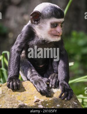 Münster, Deutschland. April 2024. Der freche 2 Monate alte hält die Weibchen beschäftigt. Die Gruppe der Mantelguereza (Colobus guereza) im Allwetterzoo Münster genießt das unangenehm warme und sonnige Wetter von heute in ihrem großen, frei bewegenden Außenbereich. Sie leben oft in sozialen Gruppen oder familiären Gruppen, in denen die Weibchen ihre Babysitter-Aufgaben teilen können. Das erste Baby, das im Februar geboren wurde, hat bereits begonnen, die Farbe zu wechseln, während das kleine zweite Baby eine Überraschung war, die vor etwas mehr als einer Woche ankam und noch immer sein unverwechselbares Allround-Fell hat, das sich nach den ersten 2-3 Monaten verändert. Stockfoto