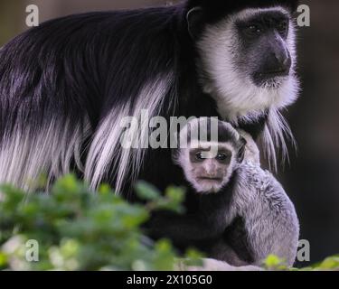 Münster, Deutschland. April 2024. Der freche 2 Monate alte hält die Weibchen beschäftigt. Die Gruppe der Mantelguereza (Colobus guereza) im Allwetterzoo Münster genießt das unangenehm warme und sonnige Wetter von heute in ihrem großen, frei bewegenden Außenbereich. Sie leben oft in sozialen Gruppen oder familiären Gruppen, in denen die Weibchen ihre Babysitter-Aufgaben teilen können. Das erste Baby, das im Februar geboren wurde, hat bereits begonnen, die Farbe zu wechseln, während das kleine zweite Baby eine Überraschung war, die vor etwas mehr als einer Woche ankam und noch immer sein unverwechselbares Allround-Fell hat, das sich nach den ersten 2-3 Monaten verändert. Stockfoto