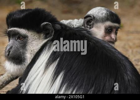 Münster, Deutschland. April 2024. Der freche 2 Monate alte hält die Weibchen beschäftigt. Die Gruppe der Mantelguereza (Colobus guereza) im Allwetterzoo Münster genießt das unangenehm warme und sonnige Wetter von heute in ihrem großen, frei bewegenden Außenbereich. Sie leben oft in sozialen Gruppen oder familiären Gruppen, in denen die Weibchen ihre Babysitter-Aufgaben teilen können. Das erste Baby, das im Februar geboren wurde, hat bereits begonnen, die Farbe zu wechseln, während das kleine zweite Baby eine Überraschung war, die vor etwas mehr als einer Woche ankam und noch immer sein unverwechselbares Allround-Fell hat, das sich nach den ersten 2-3 Monaten verändert. Stockfoto