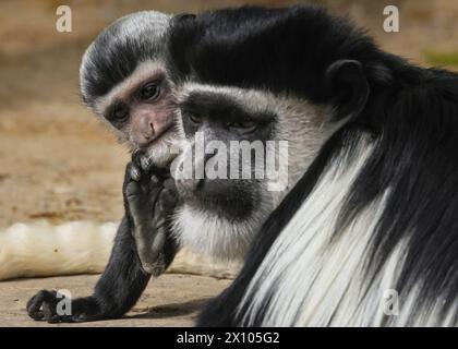 Münster, Deutschland. April 2024. Der freche 2 Monate alte hält die Weibchen beschäftigt. Die Gruppe der Mantelguereza (Colobus guereza) im Allwetterzoo Münster genießt das unangenehm warme und sonnige Wetter von heute in ihrem großen, frei bewegenden Außenbereich. Sie leben oft in sozialen Gruppen oder familiären Gruppen, in denen die Weibchen ihre Babysitter-Aufgaben teilen können. Das erste Baby, das im Februar geboren wurde, hat bereits begonnen, die Farbe zu wechseln, während das kleine zweite Baby eine Überraschung war, die vor etwas mehr als einer Woche ankam und noch immer sein unverwechselbares Allround-Fell hat, das sich nach den ersten 2-3 Monaten verändert. Stockfoto