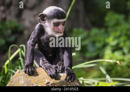 Münster, Deutschland. April 2024. Der freche 2 Monate alte hält die Weibchen beschäftigt. Die Gruppe der Mantelguereza (Colobus guereza) im Allwetterzoo Münster genießt das unangenehm warme und sonnige Wetter von heute in ihrem großen, frei bewegenden Außenbereich. Sie leben oft in sozialen Gruppen oder familiären Gruppen, in denen die Weibchen ihre Babysitter-Aufgaben teilen können. Das erste Baby, das im Februar geboren wurde, hat bereits begonnen, die Farbe zu wechseln, während das kleine zweite Baby eine Überraschung war, die vor etwas mehr als einer Woche ankam und noch immer sein unverwechselbares Allround-Fell hat, das sich nach den ersten 2-3 Monaten verändert. Stockfoto