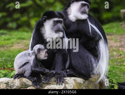 Münster, Deutschland. April 2024. Der freche 2 Monate alte hält die Weibchen beschäftigt. Die Gruppe der Mantelguereza (Colobus guereza) im Allwetterzoo Münster genießt das unangenehm warme und sonnige Wetter von heute in ihrem großen, frei bewegenden Außenbereich. Sie leben oft in sozialen Gruppen oder familiären Gruppen, in denen die Weibchen ihre Babysitter-Aufgaben teilen können. Das erste Baby, das im Februar geboren wurde, hat bereits begonnen, die Farbe zu wechseln, während das kleine zweite Baby eine Überraschung war, die vor etwas mehr als einer Woche ankam und noch immer sein unverwechselbares Allround-Fell hat, das sich nach den ersten 2-3 Monaten verändert. Stockfoto