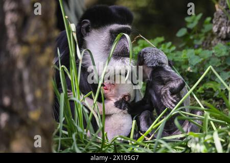 Münster, Deutschland. April 2024. Eine Frau mit beiden Babys. Die Gruppe der Mantelguereza (Colobus guereza) im Allwetterzoo Münster genießt das unangenehm warme und sonnige Wetter von heute in ihrem großen, frei bewegenden Außenbereich. Sie leben oft in sozialen Gruppen oder familiären Gruppen, in denen die Weibchen ihre Babysitter-Aufgaben teilen können. Das erste Baby, das im Februar geboren wurde, hat bereits begonnen, die Farbe zu wechseln, während das kleine zweite Baby eine Überraschung war, die vor etwas mehr als einer Woche ankam und noch immer sein unverwechselbares Allround-Fell hat, das sich nach den ersten 2-3 Monaten verändert. Quelle: Imageplotter/Alamy Live News Stockfoto