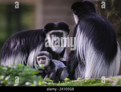 Münster, Deutschland. April 2024. Der freche 2 Monate alte hält die Weibchen beschäftigt. Die Gruppe der Mantelguereza (Colobus guereza) im Allwetterzoo Münster genießt das unangenehm warme und sonnige Wetter von heute in ihrem großen, frei bewegenden Außenbereich. Sie leben oft in sozialen Gruppen oder familiären Gruppen, in denen die Weibchen ihre Babysitter-Aufgaben teilen können. Das erste Baby, das im Februar geboren wurde, hat bereits begonnen, die Farbe zu wechseln, während das kleine zweite Baby eine Überraschung war, die vor etwas mehr als einer Woche ankam und noch immer sein unverwechselbares Allround-Fell hat, das sich nach den ersten 2-3 Monaten verändert. Stockfoto