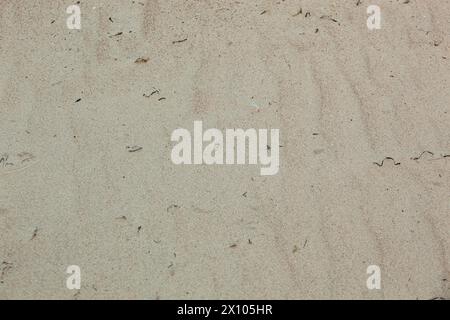 Nahaufnahme von gelbem Sand mit dunklen Algen und Grashalmen am Strand im Sommer. Vollformataufnahme. Horizontal. Hintergrund. Stockfoto