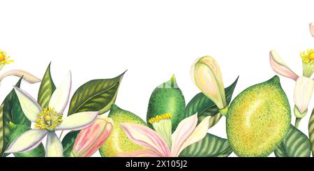 Aquarellrand mit blühenden Limetten und Limettenzweigen mit Blättern, rosa Blüten, Limette und grüner Zitrone. Handgemalte gelbe Früchte und Blumen Stockfoto
