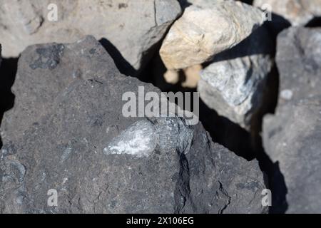 Antike Fossilien in den Felsen nahe dem Gipfel des Roche Miette Mountain im Jasper National Park der Kanadischen Rocky Mountains. Stockfoto