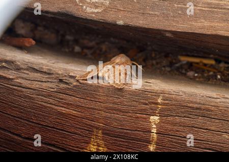 Orthosia incerta Familie Noctuidae Gattung Orthosia getrübte Falter wilde Natur Insektenfotografie, Bild, Tapete Stockfoto