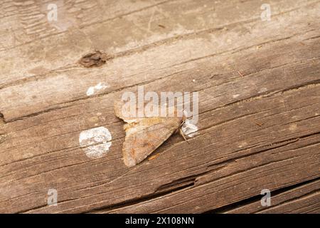 Orthosia incerta Familie Noctuidae Gattung Orthosia getrübte Falter wilde Natur Insektenfotografie, Bild, Tapete Stockfoto