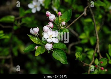 Nahaufnahme der hübschen rosafarbenen und weißen Apfelbäume (Malus domestica) im Frühling in einem Garten in Surrey, Südosten Englands Stockfoto