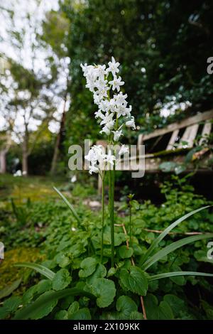 Englische Whitebell, eine Form von Bluebell (Hyacinthoides non-scripta), die im frühen Frühjahr in Surrey, Südostengland, blüht Stockfoto