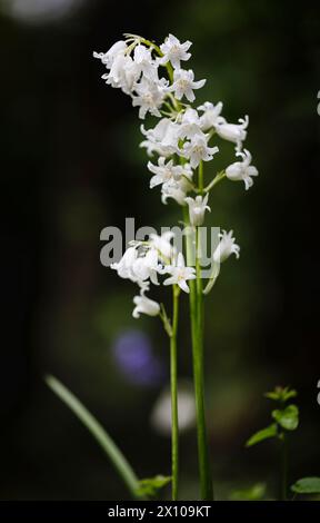 Wet English White ebell, eine Form von Bluebell (Hyacinthoides non-scripta), die im frühen Frühjahr in Surrey, Südosten Englands, blüht Stockfoto