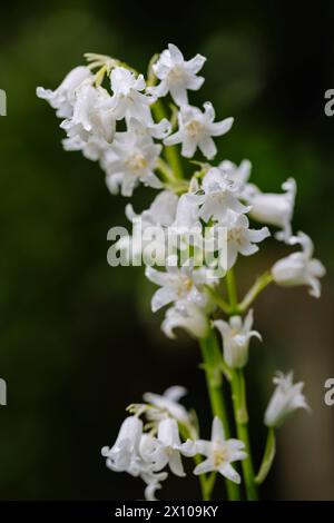 Wet English White ebell, eine Form von Bluebell (Hyacinthoides non-scripta), die im frühen Frühjahr in Surrey, Südosten Englands, blüht Stockfoto