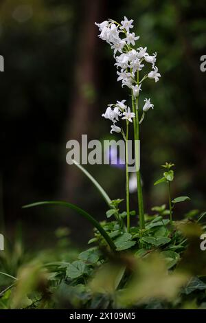 Englische Whitebell, eine Form von Bluebell (Hyacinthoides non-scripta), die im frühen Frühjahr in Surrey, Südostengland, blüht Stockfoto